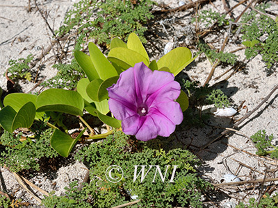 Goat’s-foot Morning-Glory (Ipomoea pes-caprae)